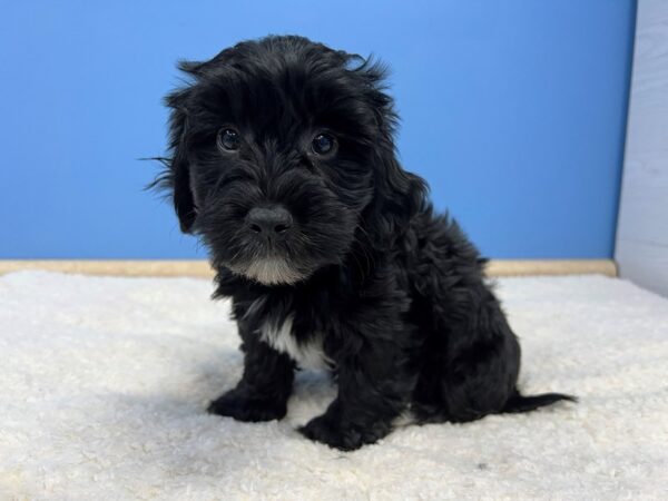 Yo-Chon-Dog-Male-Black, White Markings-21784-Petland Batavia, Illinois