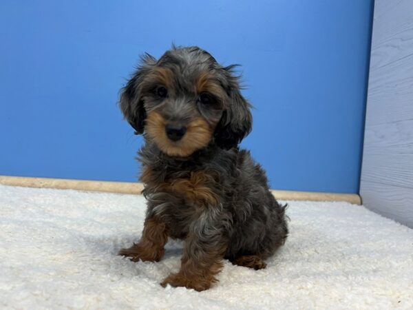 [#21785] Black and Silver Dapple Female Doxie-Poo Puppies For Sale