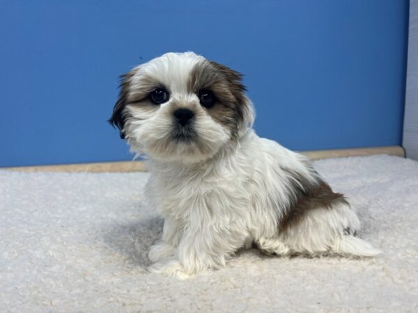 Lhasa Apso Dog Female Red Gold 21803 Petland Batavia, Illinois