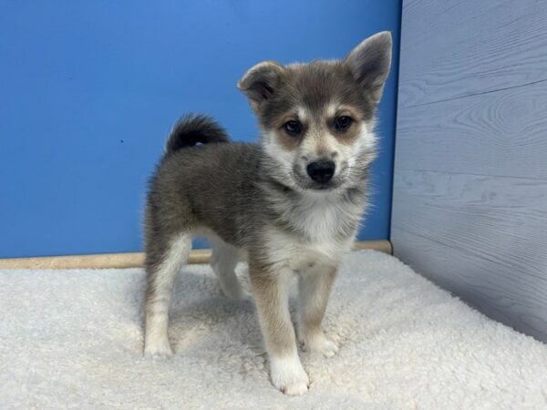 F2 Pomsky Dog Female Sable and White 21799 Petland Batavia, Illinois