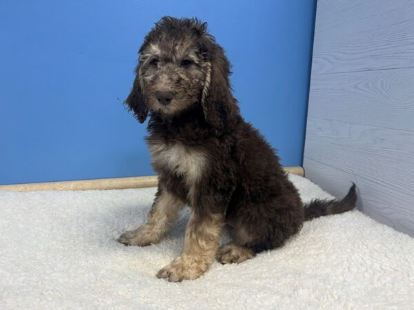 Goldendoodle 2nd Gen-Dog-Female-Liver and Tan-21797-Petland Batavia, Illinois