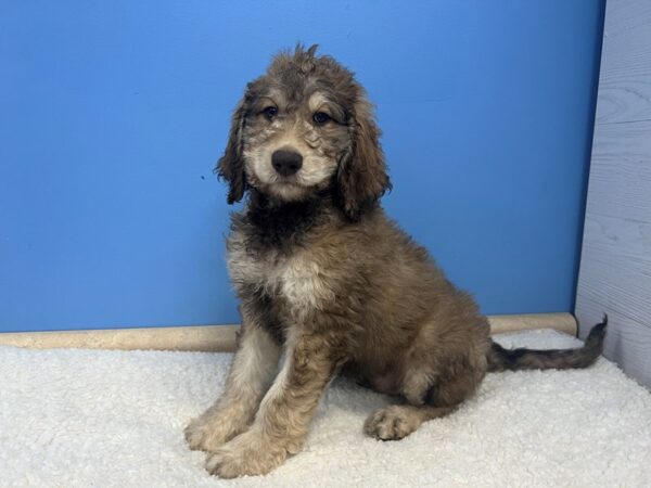 Goldendoodle 2nd Gen-Dog-Male-Sable, Black Markings-21798-Petland Batavia, Illinois