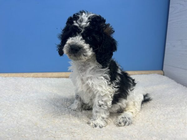 [#21794] Black & White Male Cockapoo 2nd Generation Puppies For Sale