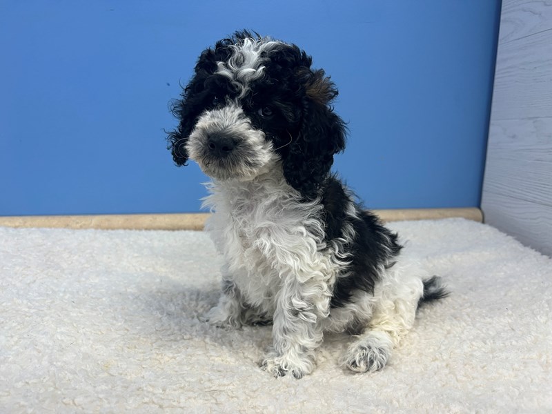Cockapoo 2nd Generation - 21794 Image #1