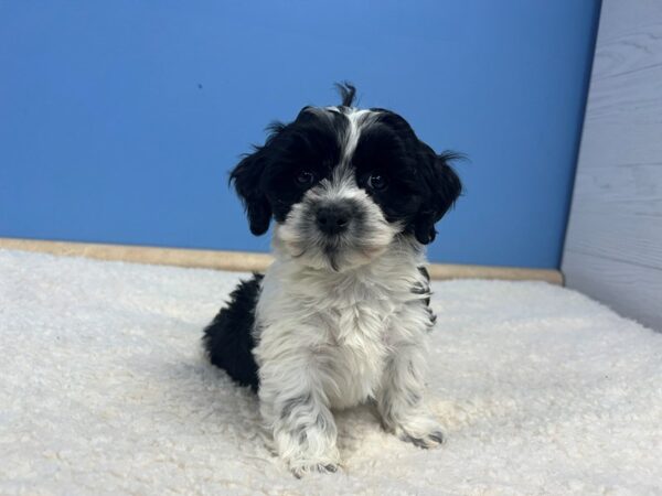 [#21795] Black & White Female Cockapoo 2nd Generation Puppies For Sale