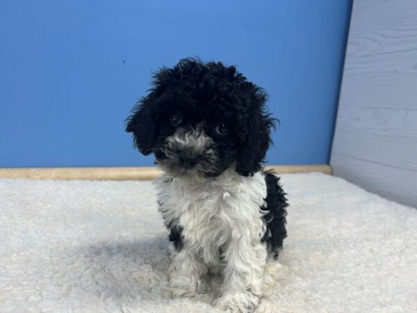 [#21796] Black & White Female Cockapoo 2nd Generation Puppies For Sale