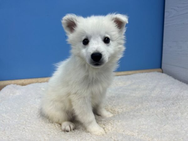 American Eskimo-Dog-Male-White-21805-Petland Batavia, Illinois