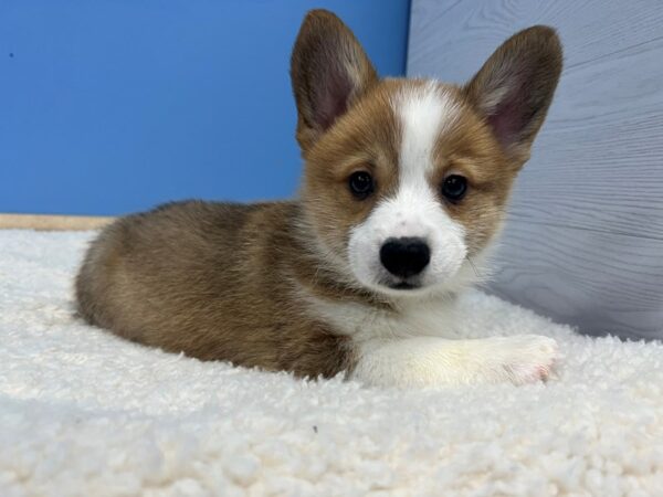 Pembroke Welsh Corgi Dog Male Sable 21810 Petland Batavia, Illinois