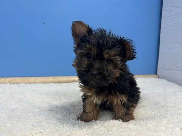 Yorkshire Terrier-Dog-Male-Black and Gold-21813-Petland Batavia, Illinois