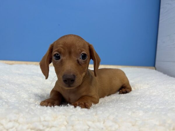 Dachshund Dog Male Red 21809 Petland Batavia, Illinois