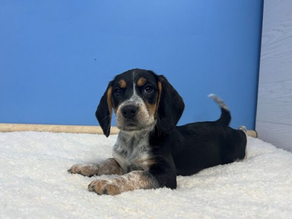 Beagle Dog Female Black Tan and Red Ticked 21806 Petland Batavia, Illinois