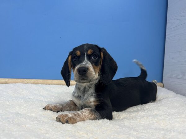 [#21806] Black Tan and Red Ticked Female Beagle Puppies For Sale