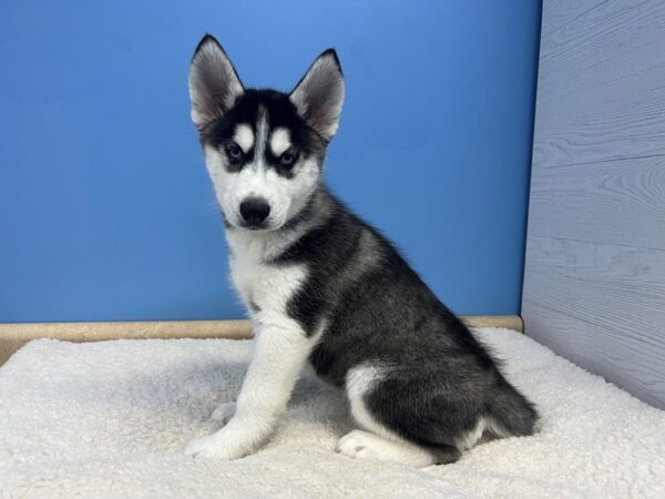 Siberian Husky Dog Male Black and White 21812 Petland Batavia, Illinois