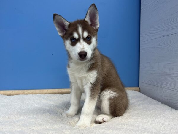 Siberian Husky Dog Female Red and White 21811 Petland Batavia, Illinois