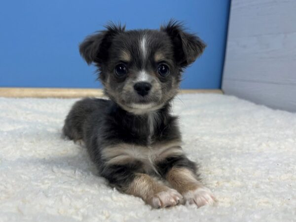 Chihuahua Dog Male Blue and Tan 21808 Petland Batavia, Illinois