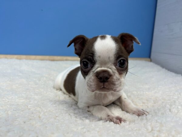 Boston Terrier-Dog-Female-Seal and White-21807-Petland Batavia, Illinois