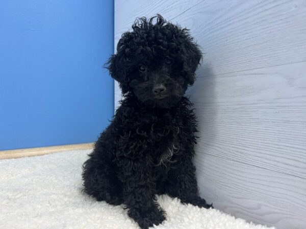 [#21820] Black Female Mini Aussie Poo 2nd Gen Puppies For Sale