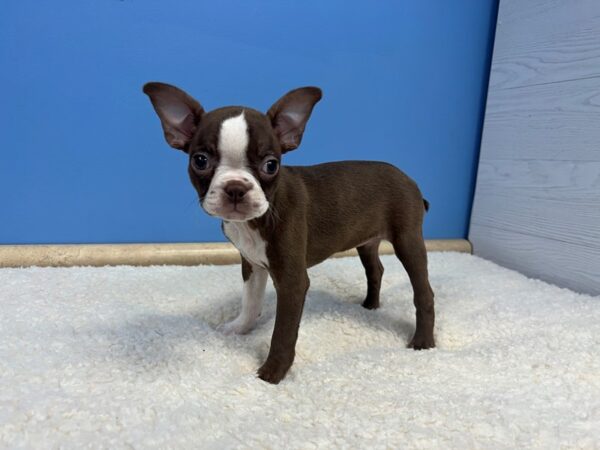 Boston Terrier Dog Female Seal and White 21815 Petland Batavia, Illinois