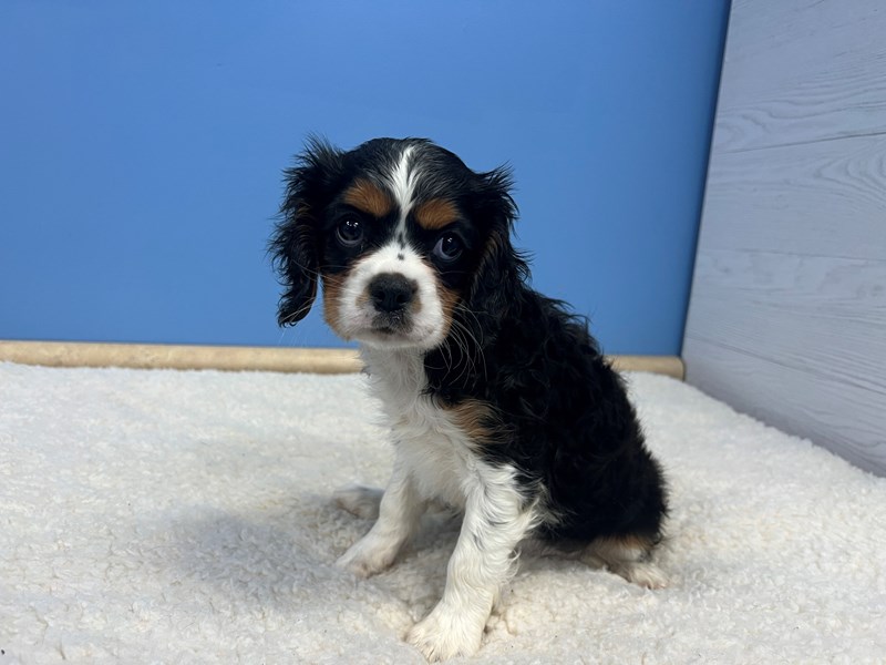 Cavalier King Charles Spaniel - 21817 Image #1