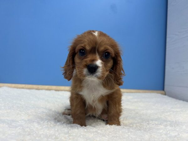 [#21816] Red and White Male Cavalier King Charles Spaniel Puppies For Sale