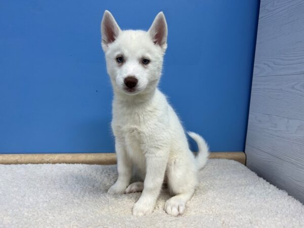 Siberian Husky Dog Female White 21819 Petland Batavia, Illinois