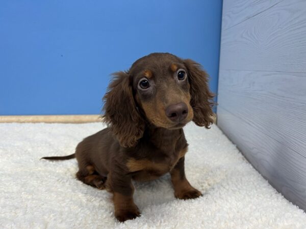 Dachshund Dog Male Chocolate and Tan 21818 Petland Batavia, Illinois