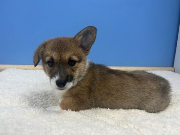 Pembroke Welsh Corgi Dog Male Sable 21831 Petland Batavia, Illinois