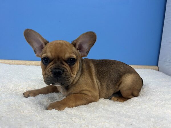 French Bulldog Dog Male Fawn 21828 Petland Batavia, Illinois