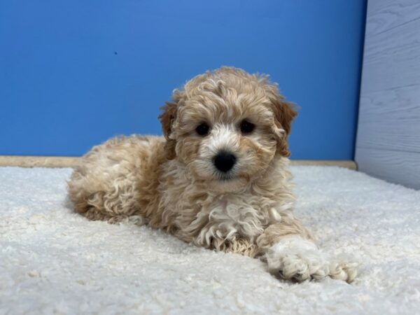 [#21821] Cream Female Goldendoodle Mini 2nd Gen Puppies For Sale