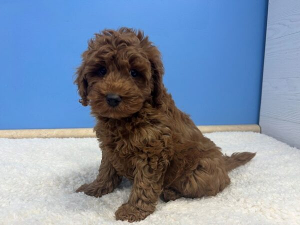 Goldendoodle Mini 2nd Gen Dog Male Red 21823 Petland Batavia, Illinois