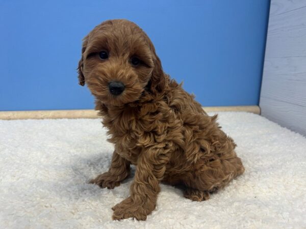 [#21824] Red Female Goldendoodle Mini 2nd Gen Puppies For Sale