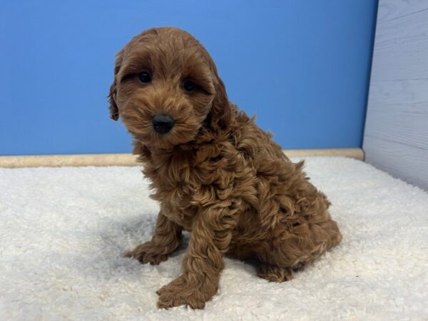 Goldendoodle Mini 2nd Gen Dog Female Red 21824 Petland Batavia, Illinois