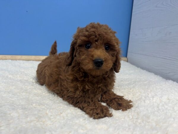 [#21825] Red Female Goldendoodle Mini 2nd Gen Puppies For Sale