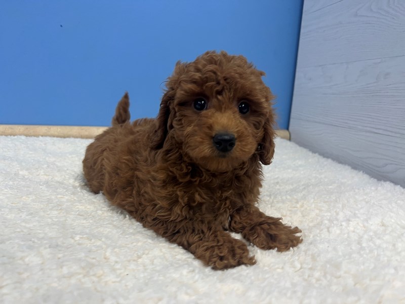Goldendoodle Mini 2nd Gen - 21825 Image #1