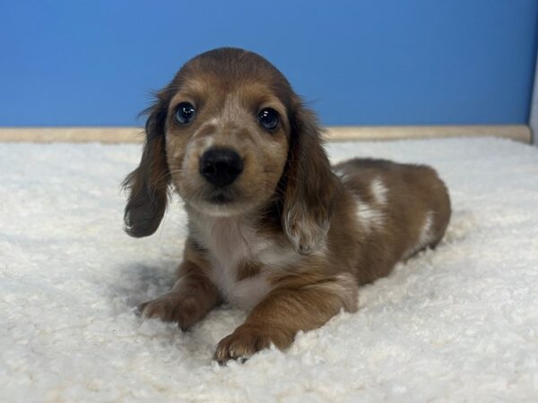 [#21826] Sable & White Piebald Male Dachshund Puppies For Sale