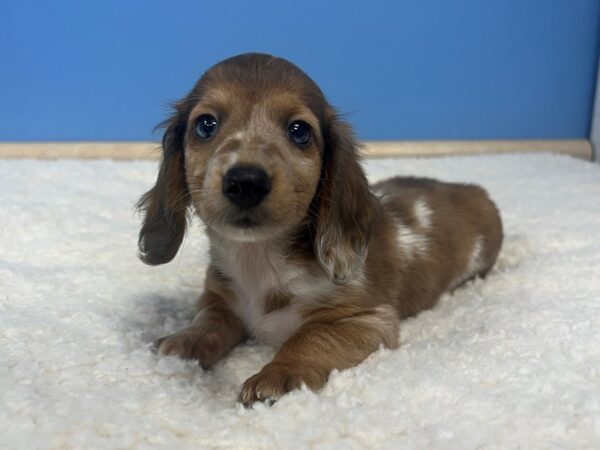 Dachshund Dog Male Sable & White Piebald 21826 Petland Batavia, Illinois