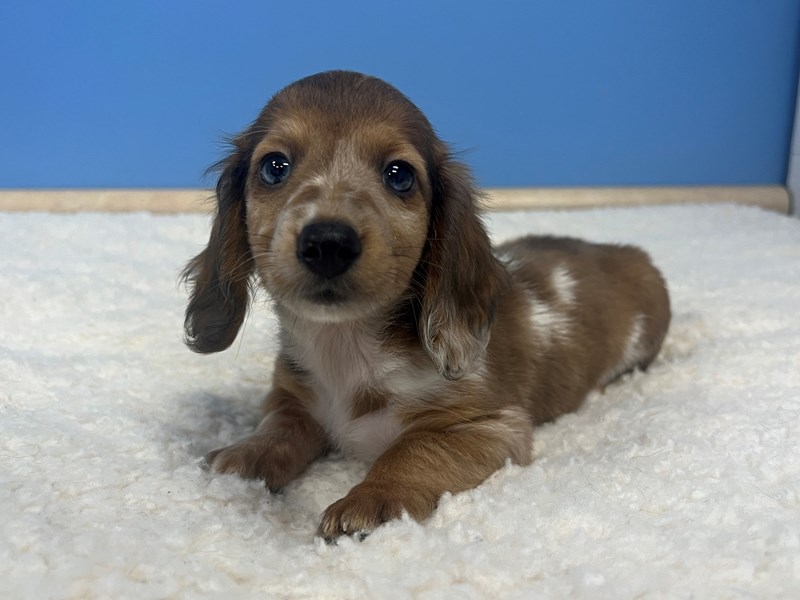 Dachshund - 21826 Image #1