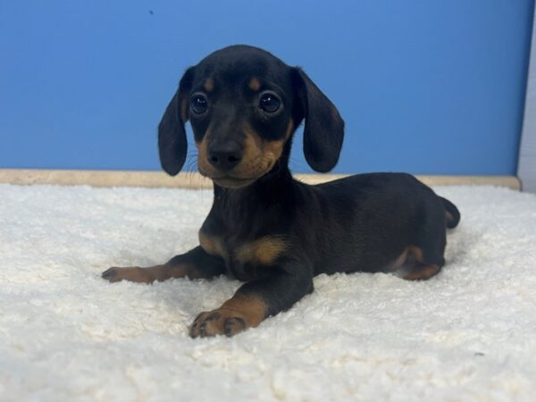 Dachshund Dog Female Black and Tan 21827 Petland Batavia, Illinois