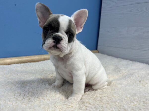 French Bulldog Dog Female White, Blue Fawn Piebald 21830 Petland Batavia, Illinois