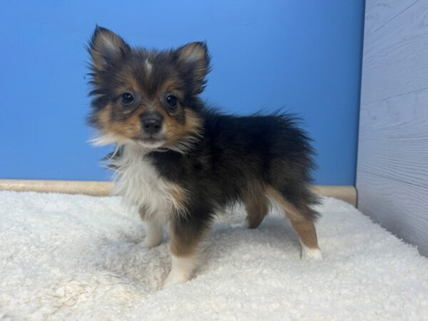 Pomeranian Dog Female Sable 21837 Petland Batavia, Illinois