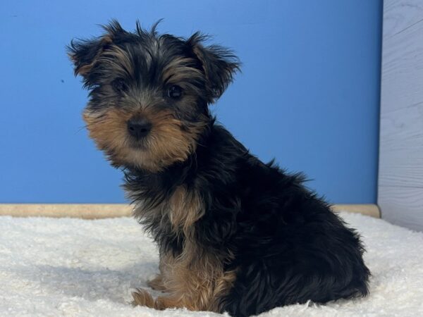 Yorkshire Terrier Dog Male Black and Tan 21838 Petland Batavia, Illinois