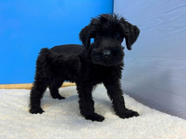 Giant Schnauzer Dog Female Black 21835 Petland Batavia, Illinois