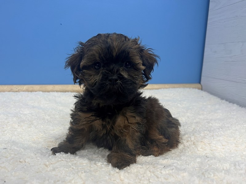 Shih -Poo - 21841 Image #1
