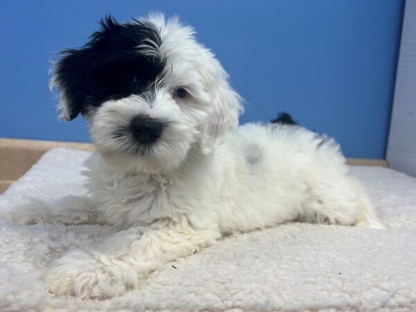 [#21840] White and Black Female Sheepadoodle Puppies For Sale