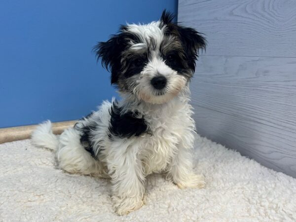 Morkie Dog Male Black and Tan 21842 Petland Batavia, Illinois