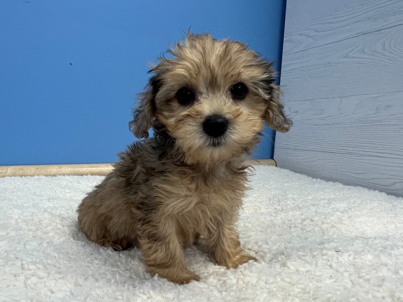 Yorkiepoo - 21839 Image #1