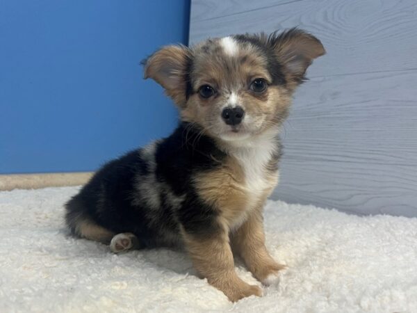 Chihuahua-Dog-Female-Blue Merle-21854-Petland Batavia, Illinois