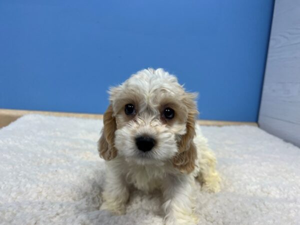 Cockachon Dog Female Cream 21657 Petland Batavia, Illinois