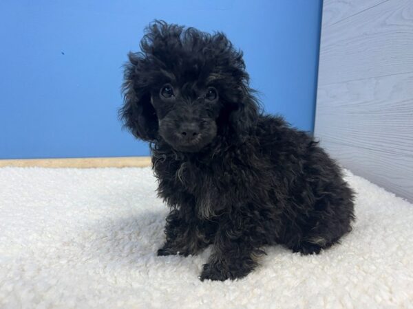 Poodle Toy Dog Male Black / Tan 21748 Petland Batavia, Illinois