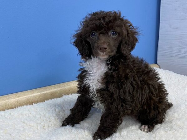 Poodle Mini Dog Male Chocolate 21769 Petland Batavia, Illinois